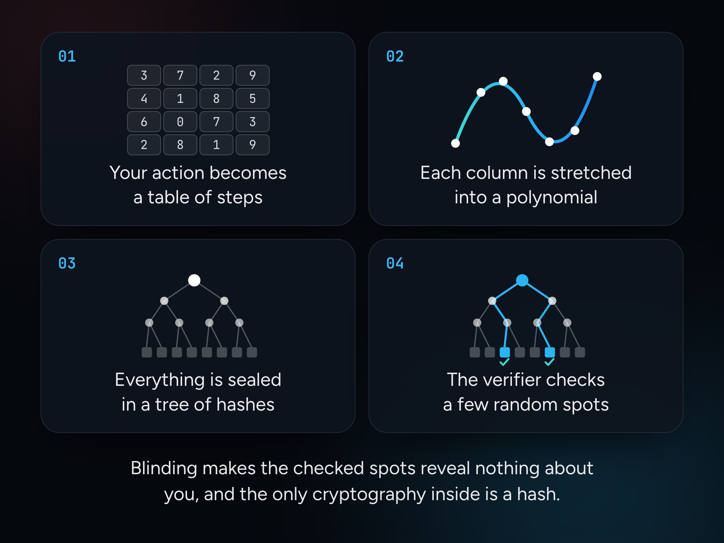 How a STARK proves an action in four steps. The action becomes a table of steps, each column is stretched into a polynomial, everything is sealed in a tree of hashes, and the verifier checks a few random spots. Blinding makes the checked spots reveal nothing about you, and the only cryptography inside is a hash.